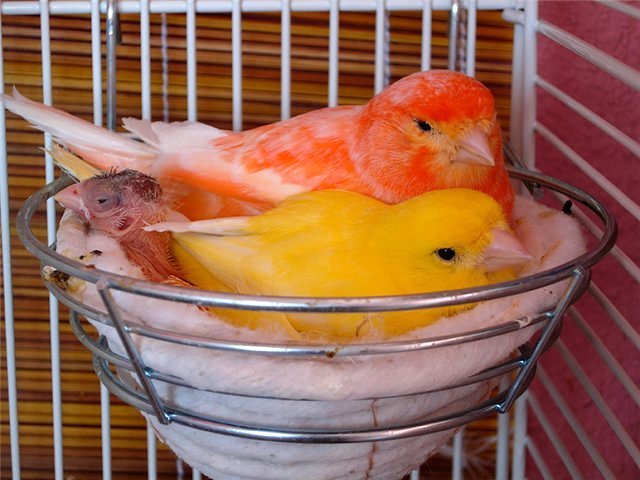 Содержание канареек и уход за ними в Ачинске