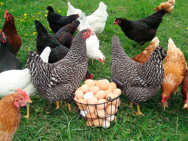 Содержание кур и уход за ними | ЗооТом - продажа, вязка и услуги для животных в Ачинске