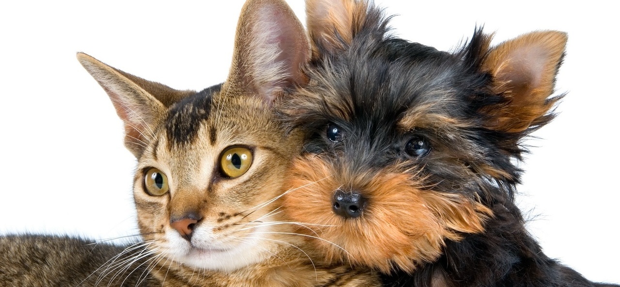 Доска объявлений о животных | ЗооТом - продажа, вязка и услуги для животных в Ачинске