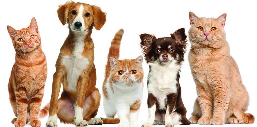 Доска объявлений о животных | ЗооТом - продажа, вязка и услуги для животных в Ачинске