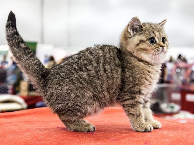 Породы кошек в Ачинске | ЗооТом портал о животных
