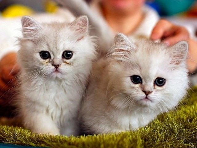 Породы кошек в Ачинске | ЗооТом портал о животных