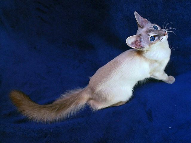 Выведенные породы кошек в Ачинске | ЗооТом портал о животных
