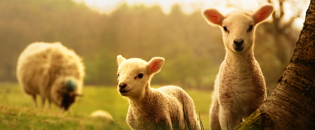Объявления о сельскохозяйственных животных | ЗооТом - продажа, вязка и услуги для животных в Ачинске