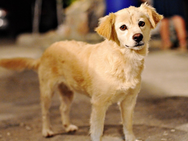 Породы собак в Ачинске | ЗооТом портал о животных