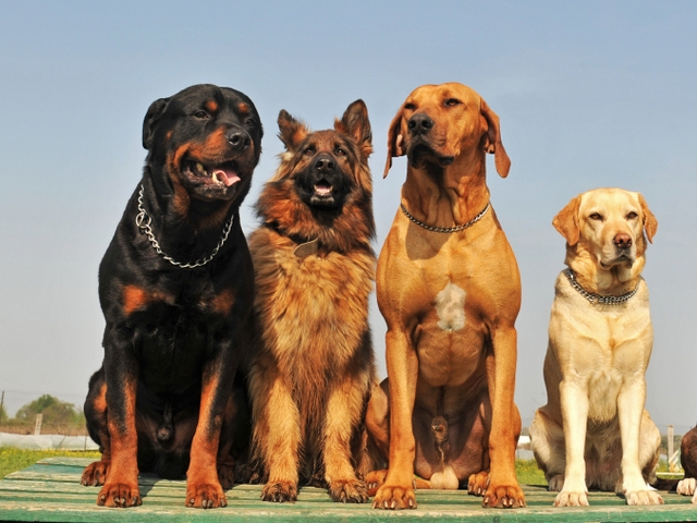 Крупные породы собак в Ачинске | ЗооТом портал о животных